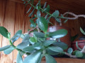 tolstianka-deneznoe-derevo-krassula-s-gorskom-small-0