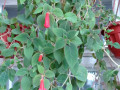 koleriia-astarte-cvetushhaia-s-gorskom-small-5