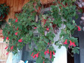 koleriia-astarte-cvetushhaia-s-gorskom-small-0
