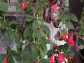 koleriia-astarte-cvetushhaia-s-gorskom-small-3