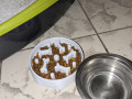 miska-dlia-tvarinok-slow-feeder-bowl-small-1