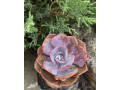 echeveria-dusty-rose-small-0