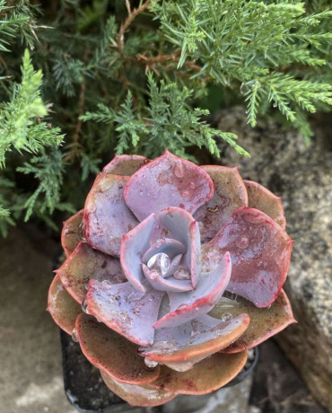 echeveria-dusty-rose-big-0