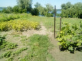 budinok-z-vlasnim-beregom-dnipra-small-7