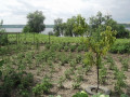 budinok-z-vlasnim-beregom-dnipra-small-6