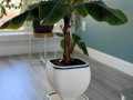 gorshhik-dlia-roslin-shho-samopolivajetsia-small-1
