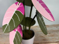 nabir-pidstavok-alocasia-black-velvet-small-5