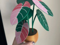 nabir-pidstavok-alocasia-black-velvet-small-3