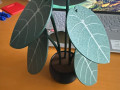 nabir-pidstavok-alocasia-black-velvet-small-7