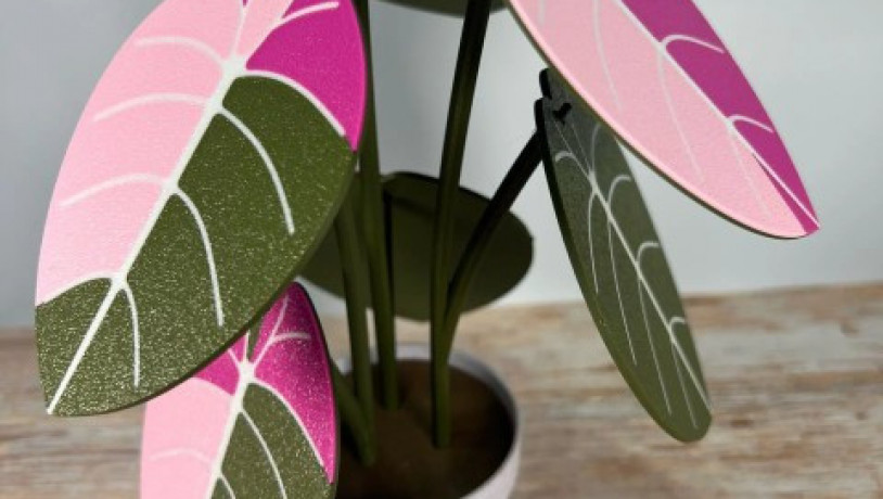 nabir-pidstavok-alocasia-black-velvet-big-5