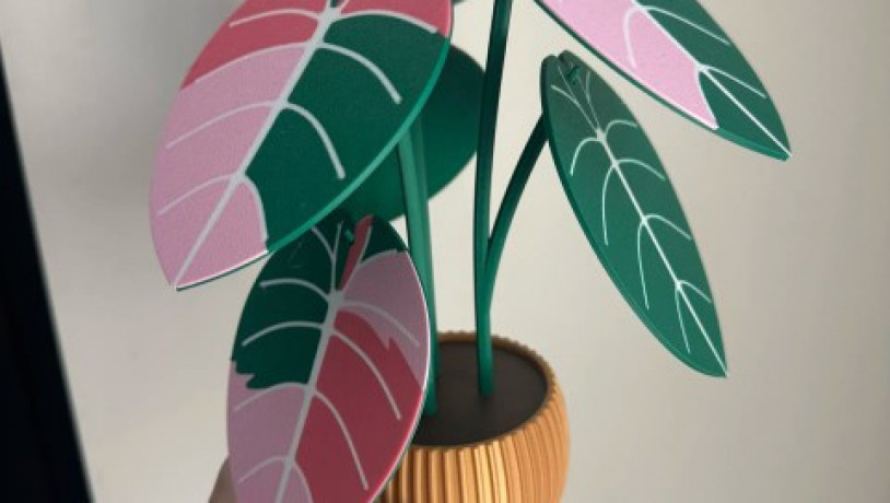 nabir-pidstavok-alocasia-black-velvet-big-3