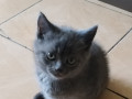 cudesnyi-britancik-small-1