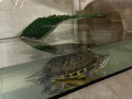 cerepaxa-z-akvariumom-small-2