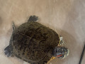 cerepaxa-z-akvariumom-small-0