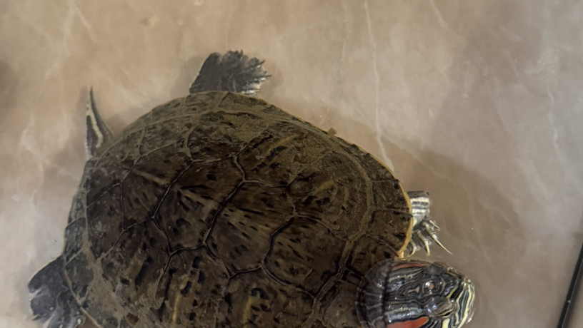 cerepaxa-z-akvariumom-big-0