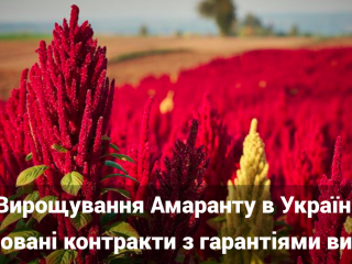 Вирощування Амаранту. Цифри та Експорт