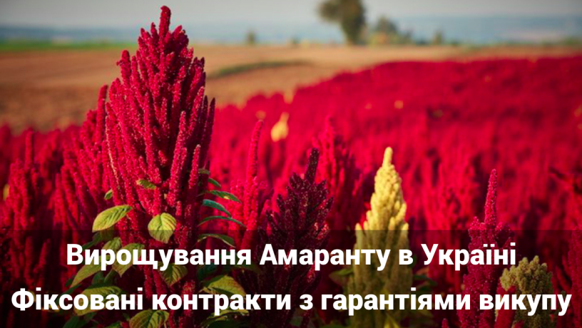 viroshhuvannia-amarantu-cifri-ta-eksport-big-0