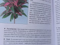 kniga-komnatnye-rasteniia-novoe-rukovodstvo-po-uxodu-voroncov-v-v-small-3