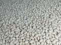 kvasolia-sortu-bandolia-small-0
