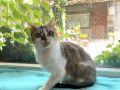 britanskie-koski-small-1