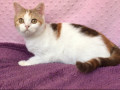 britanskie-koski-small-5