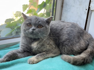 Британские кошки