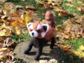 krasnaia-panda-valianaia-igruska-valiana-igraska-cervona-panda-interjerna-small-0