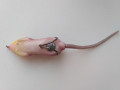 myska-nezacepliaika-3-small-4