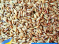 nasinnia-sudanskoyi-travi-biliavka-small-0
