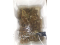 svezie-raki-small-2