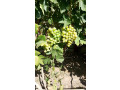 prodaiutsia-sadzanci-vinogradu-small-1