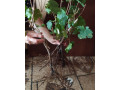 prodaiutsia-sadzanci-vinogradu-small-0