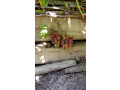 prodaiutsia-sadzanci-vinogradu-small-2