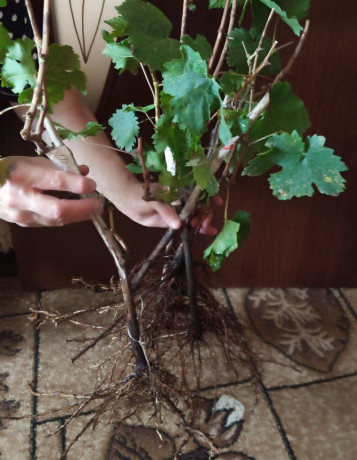prodaiutsia-sadzanci-vinogradu-big-0