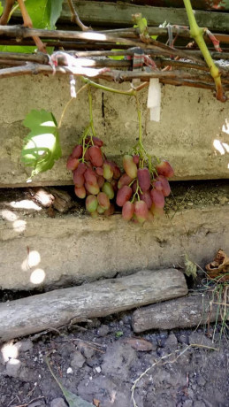 prodaiutsia-sadzanci-vinogradu-big-2