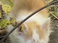 viddam-koseniat-u-dobri-ruki-small-0