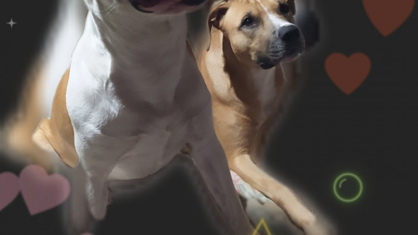srocno-cistokrovnye-shhenki-amstaff-nedorogo-big-0
