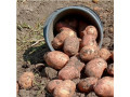 prodam-kartopliu-small-0