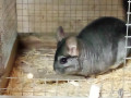 sinsili-small-0