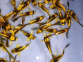 karpy-koi-vualevye-small-0