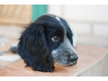 mislivskii-spanijel-oxotnicii-spaniel-small-4