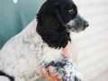 mislivskii-spanijel-oxotnicii-spaniel-small-0