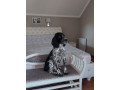 mislivskii-spanijel-oxotnicii-spaniel-small-7