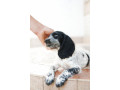mislivskii-spanijel-oxotnicii-spaniel-small-1