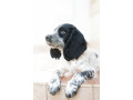 mislivskii-spanijel-oxotnicii-spaniel-small-5