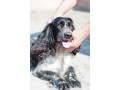 mislivskii-spanijel-oxotnicii-spaniel-small-6