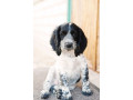 mislivskii-spanijel-oxotnicii-spaniel-small-2