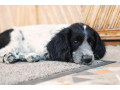 mislivskii-spanijel-oxotnicii-spaniel-small-3