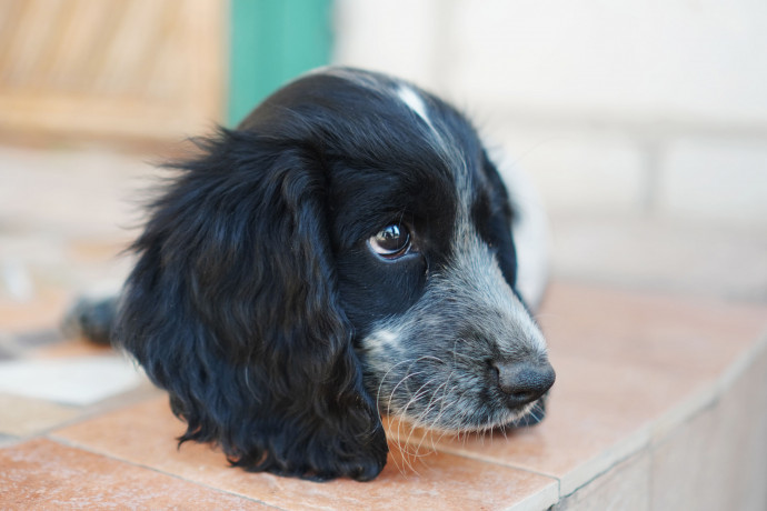 mislivskii-spanijel-oxotnicii-spaniel-big-4