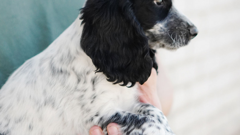 mislivskii-spanijel-oxotnicii-spaniel-big-0